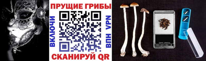 Псилоцибиновые грибы Psilocybe Димитровград